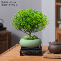 小叶赤楠老桩盆栽盆景迷你植物室内花卉办公室桌面小绿植好养四季 精品小叶赤楠+绿色椭圆瓷盆+底托+苔藓
