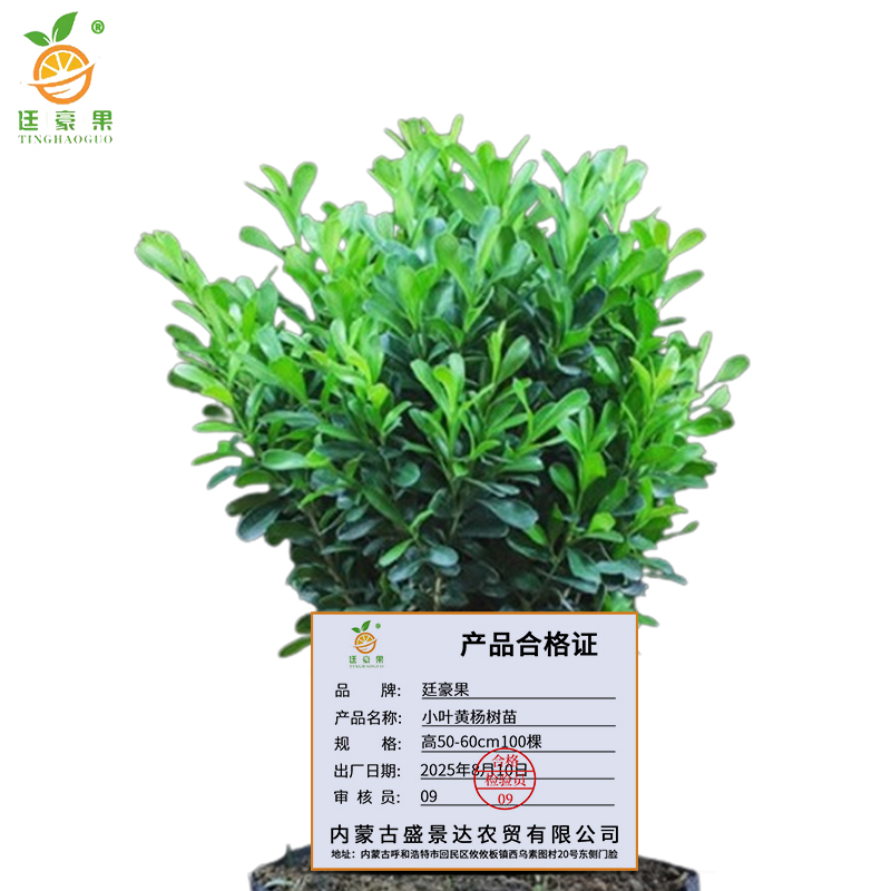 廷豪果 小叶黄杨树苗 高50-60cm 100棵/捆高清大图