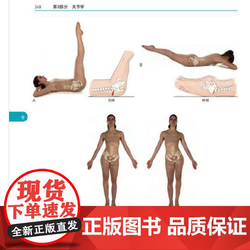 [央视网]肌动学 肌肉骨骼系统功能 第3版三版 组织筋膜关节运动运动轴关节部位肌肉起止点肌肉生理步态姿势拉伸HN高清大图