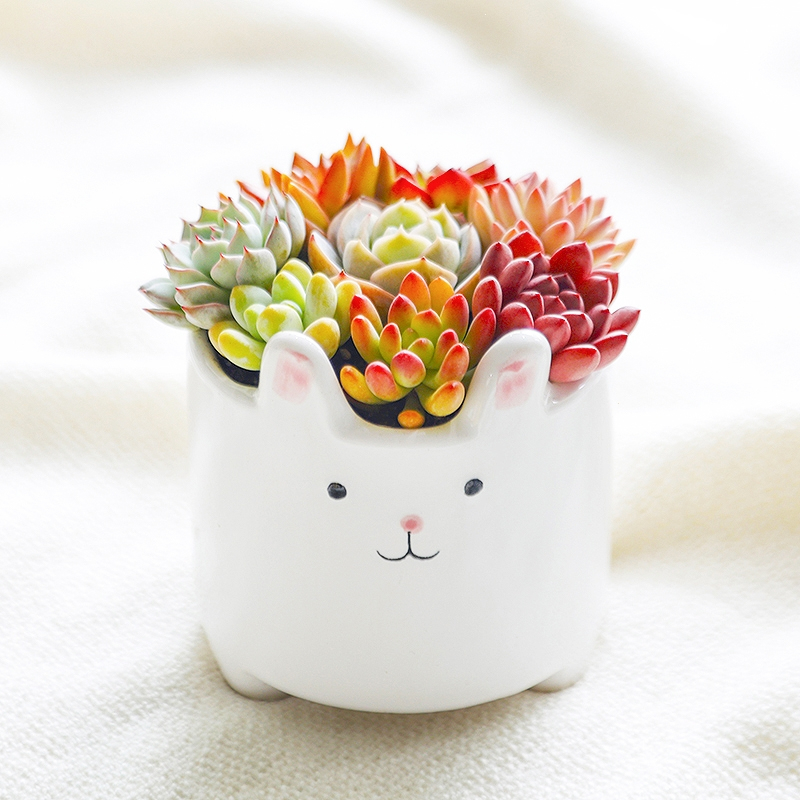 园林园艺>花卉绿植>绿植盆栽>弹痕>弹痕镜绿可爱卡通兔子多肉植物组合