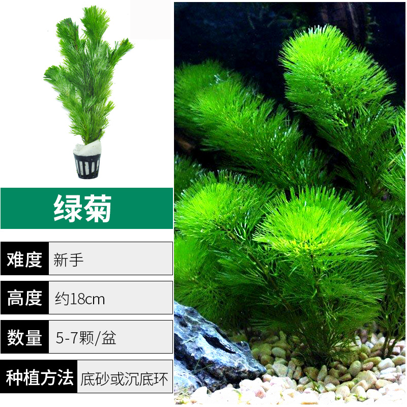 绿菊水草植物鱼缸造景真草水草缸净化造氧懒人套餐阴性蜈蚣草定植