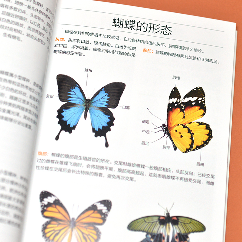 [正版]读蝴蝶图鉴(全新升级版)精美蝴蝶图片生命科学蝴蝶的分类生物学基础知识世界蝴蝶名录图鉴蝴蝶品种蝴蝶爱好者工具书籍高清大图
