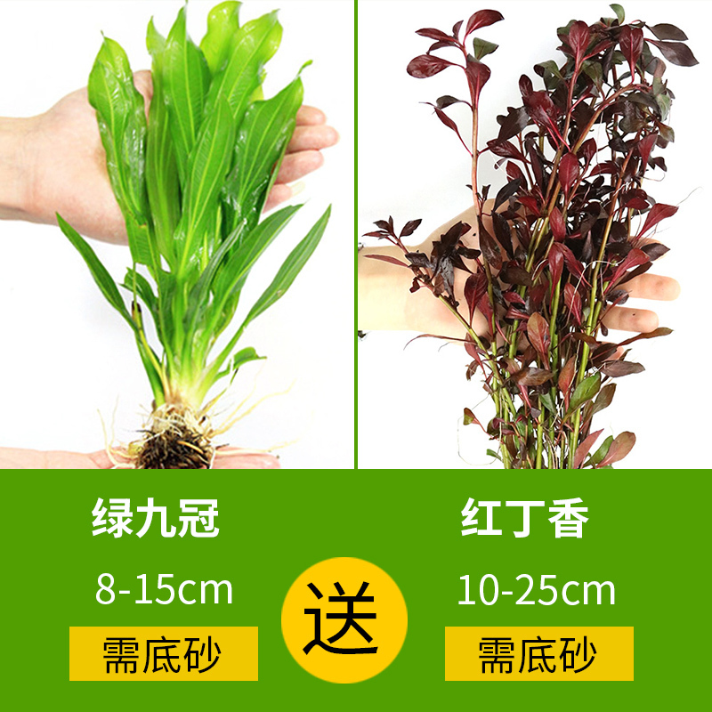 大九叶皇冠草真水草鱼缸装饰懒人水草淡水有茎类中后景性草