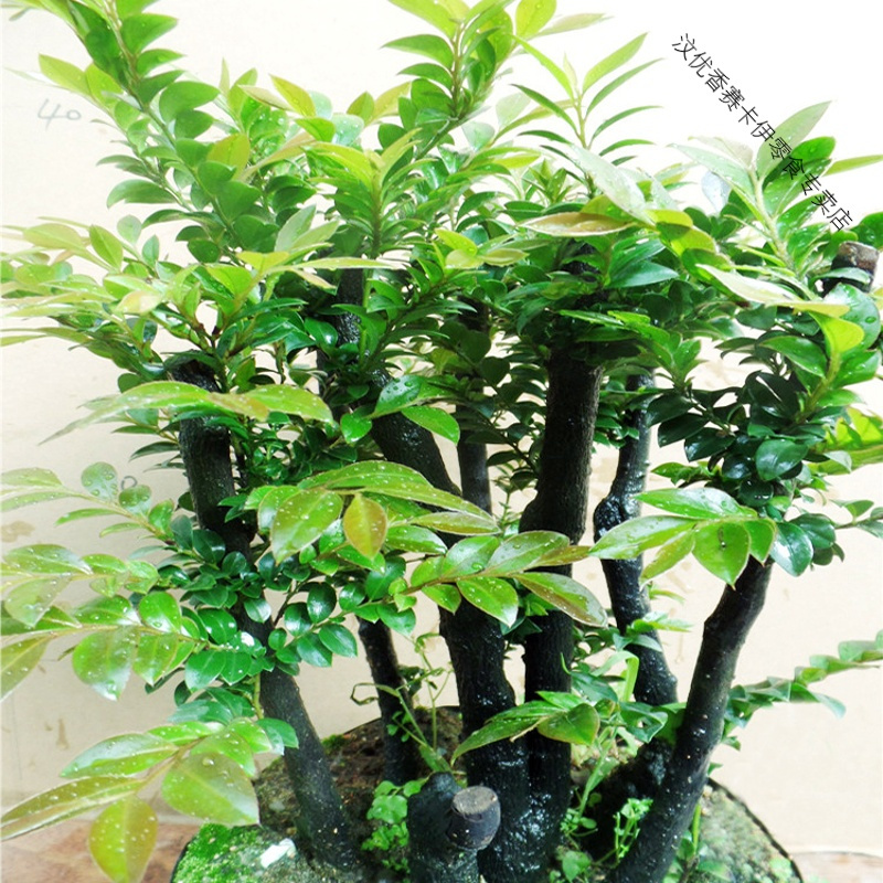 名贵小叶紫檀盆景室内绿植办公室植物紫檀树苗四季常青净化空气