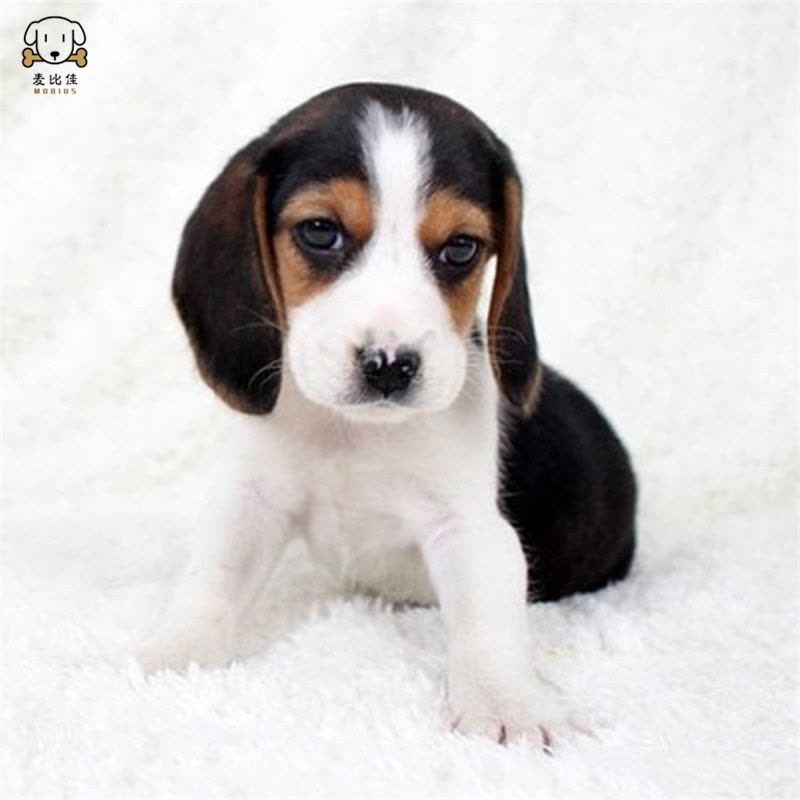 麦比佳宠物比格狗狗活体 花色比格犬幼犬纯种血统级比格短毛米格鲁猎兔犬比格猎狗高智商家养中小型犬视频挑选图片