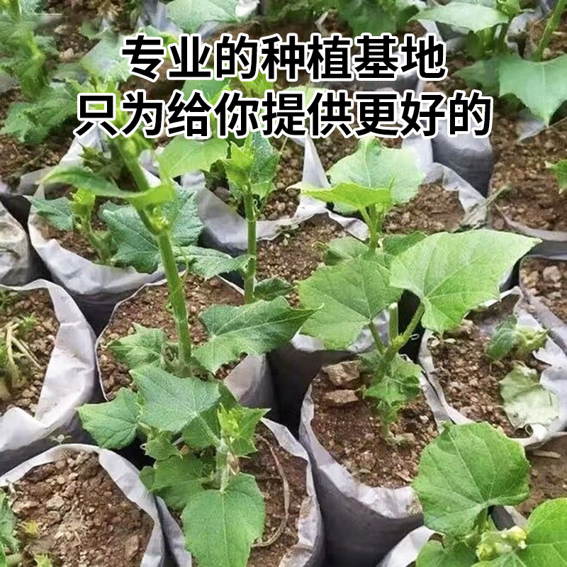 佛手瓜种苗带土种子蔬菜苗龙须菜种瓜苗子带土带芽福寿瓜高清大图