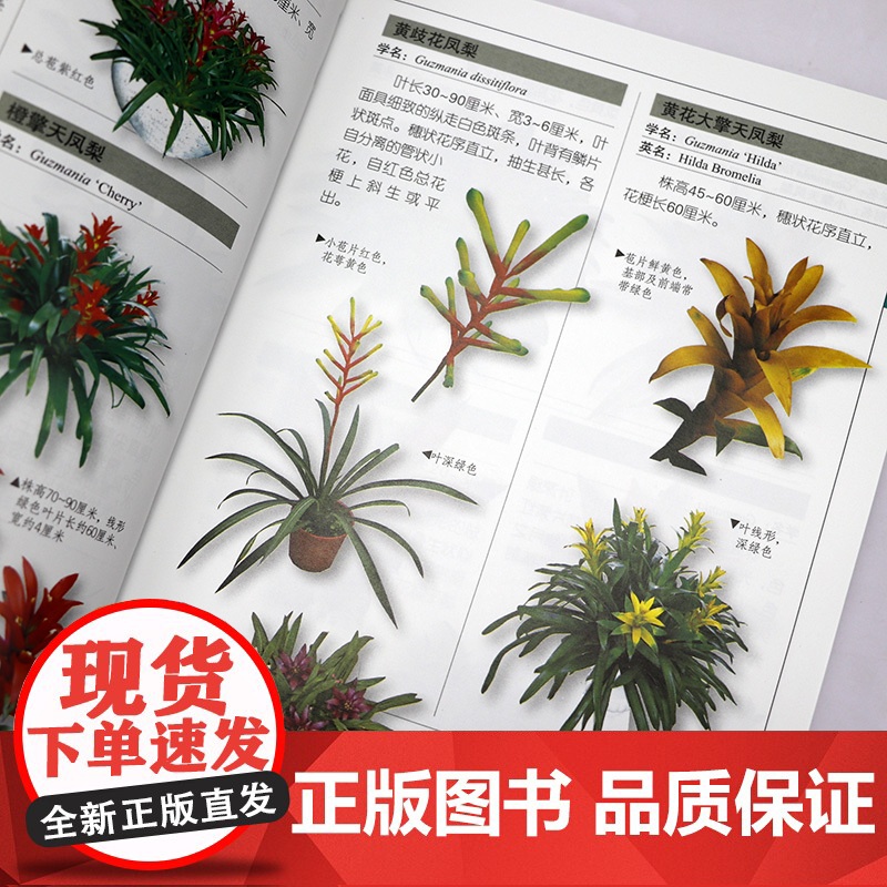 [全2册]室内观赏植物图鉴 收录近1000种室内观赏植物图鉴百科辨识植物图片插图养花室内栽植户外绿化景观参考工具书籍高清大图