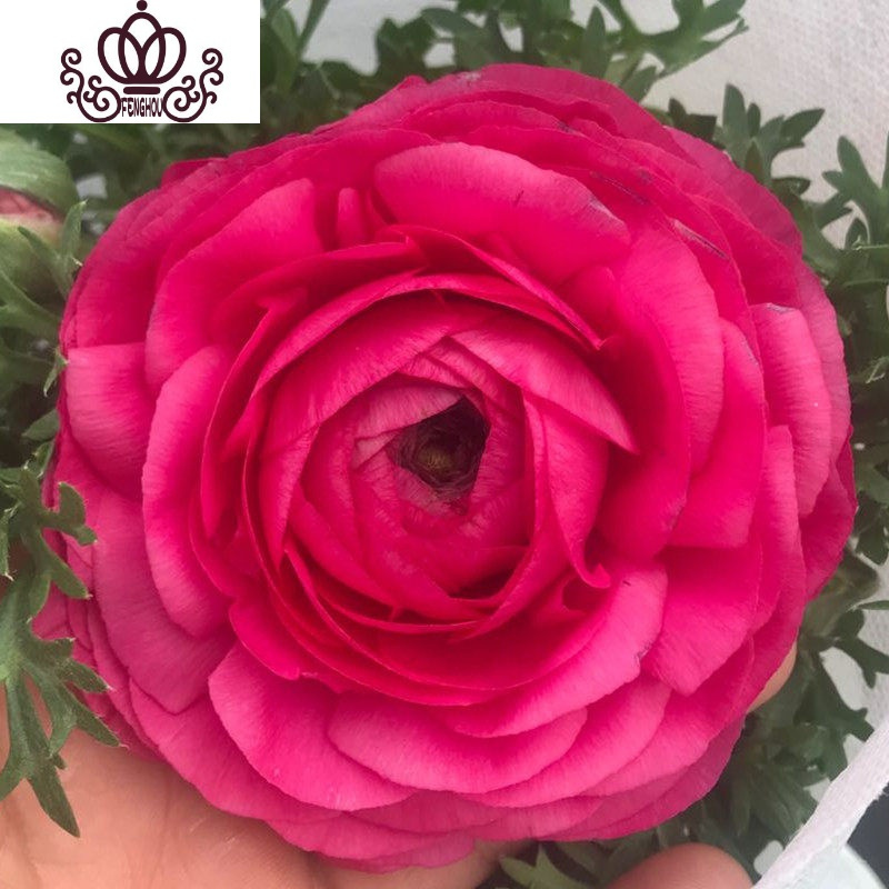 封后 Fenghou 园艺用品封后阳台庭院室内盆栽花卉芹叶牡丹洋牡丹花毛茛球根花卉四季开花植物粉色不含盆 价格图片品牌报价 苏宁易购战狼家居专营店