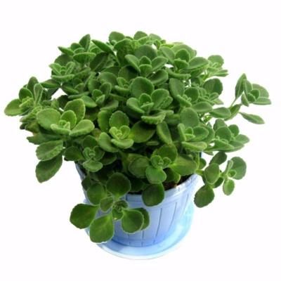 多肉植物碰碰香一抹香盆栽办公室内阳台桌面绿植花卉驱蚊草蓝色盆不含