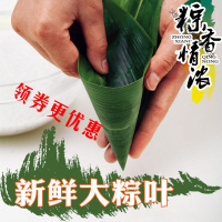 粽子叶 粽叶新鲜大粽叶棕叶天然大粽叶子真空新叶粽子叶