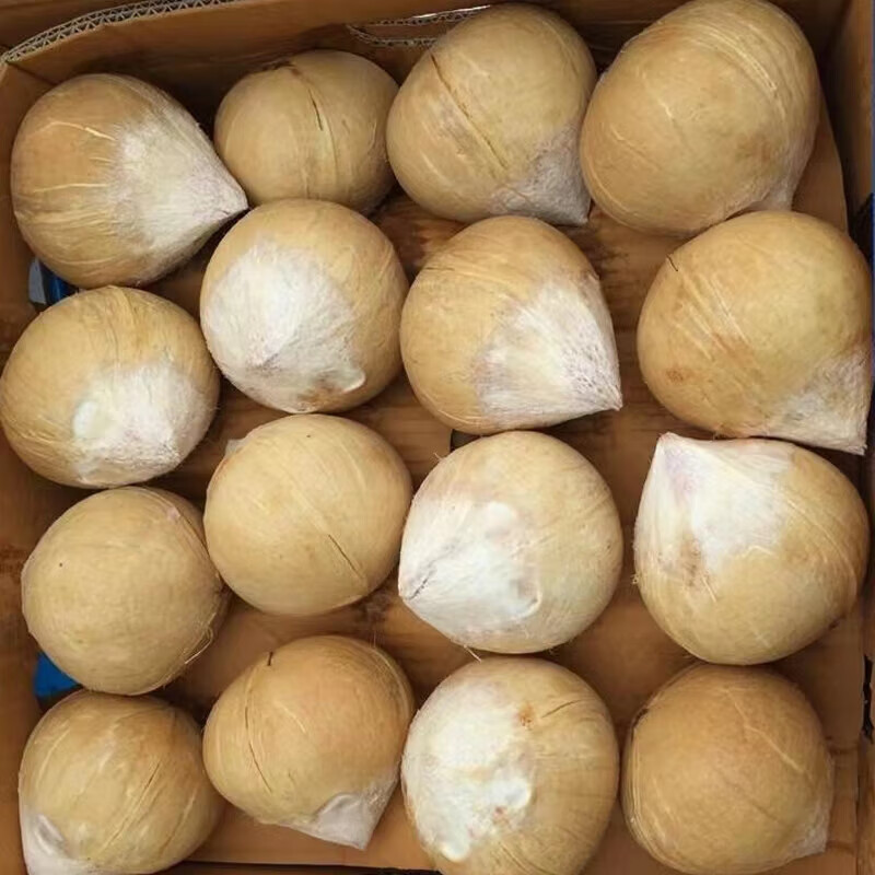 鲜木 海南牛奶椰皇 新鲜老椰子 牛奶黑椰 老椰子 青椰汁 新鲜应季水果