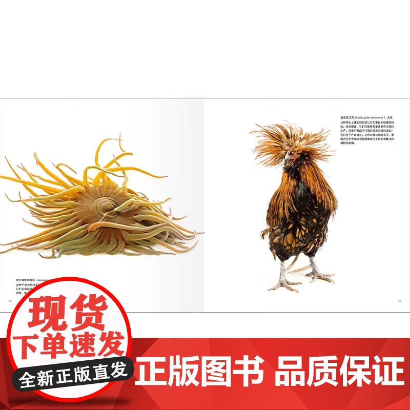 多样的生命 影像方舟 的奇妙动物 乔尔.萨托 著 科普读物高清大图