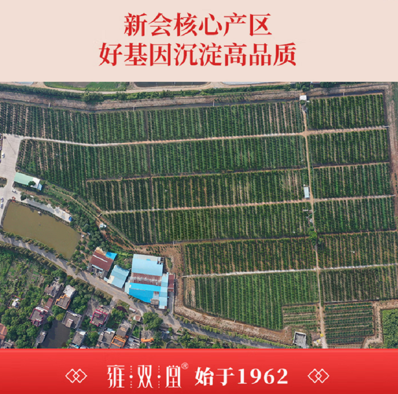 雍双堂 正宗干仓新会陈皮10年玻璃罐伴手礼广东特产70g CPY-1004高清大图