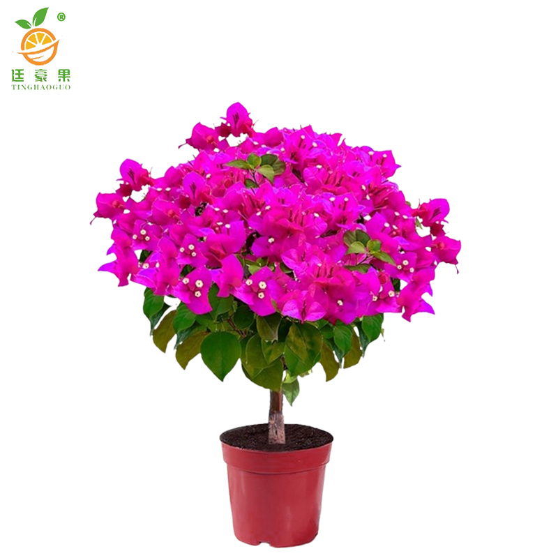 廷豪果 三角梅盆栽 80cm高 /棵高清大图