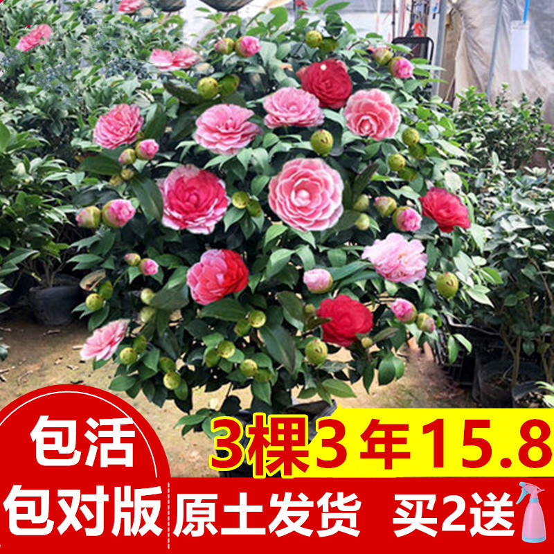香妃山茶花盆栽带花苞五色赤丹花卉植物室内好养茶花树苗四季开花报价 参数 图片 视频 怎么样 问答 苏宁易购