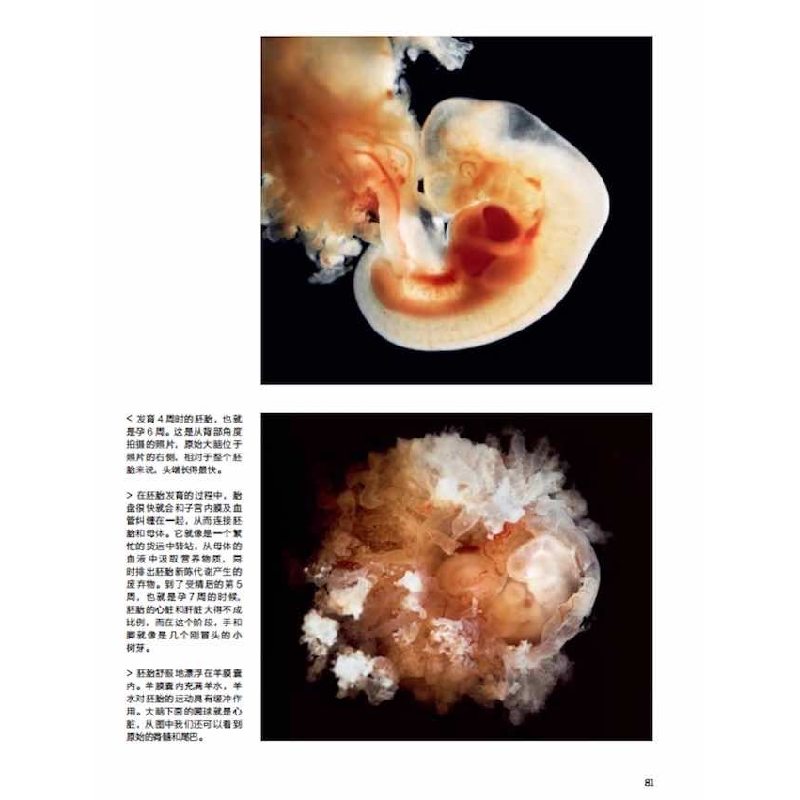 正版新书]孕育——镜头下的40周[瑞典]伦纳特·尼尔森97871101049高清大图