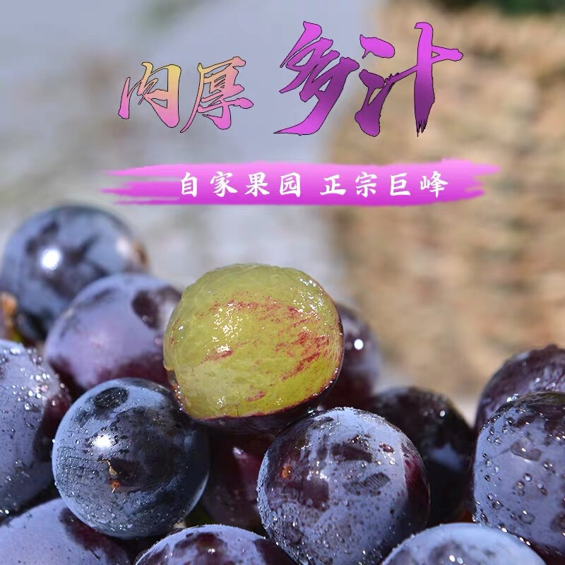鲜木巨峰葡萄新鲜孕妇水果非夏黑新鲜水果5斤串装特产当季水果5斤精选葡萄报价 参数 图片 视频 怎么样 问答 苏宁易购