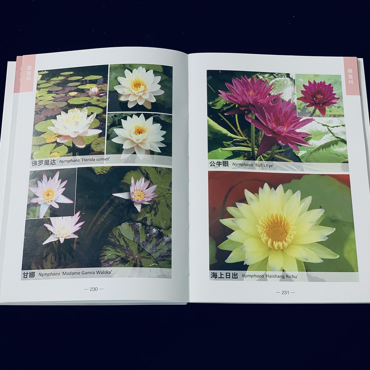 [醉染正版]300种芳香植物识别图鉴 彩色典藏版 陆琳曹桦李涵主编特征栽培要点应用花卉图鉴木本植物养花养花大全养花技术书高清大图