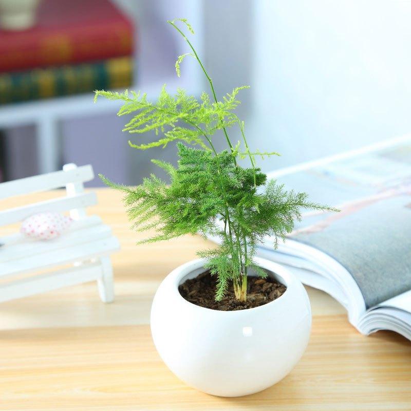 迷你小文竹带盆栽好办公室盆栽迷你小文竹小型盆景苗绿植默认白盆