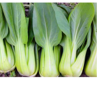 矮脚富士青梗菜种子上海青蔬菜