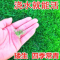 诚智旺 四季青草籽 含播种 500g/袋