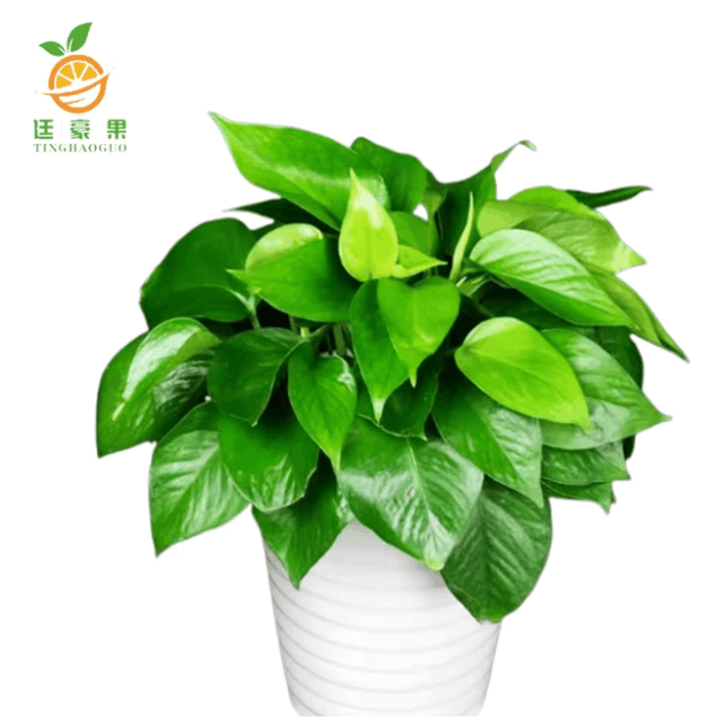 廷豪果 绿萝盆栽 陶瓷盆 /套图片