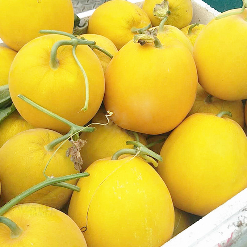 斯威特1号甜瓜种子 20粒简装 斯威特耐热黄皮甜瓜种子种籽孑特甜黄