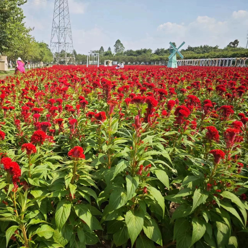 诚智旺 草花(鸡冠花) 营养杯育苗/束