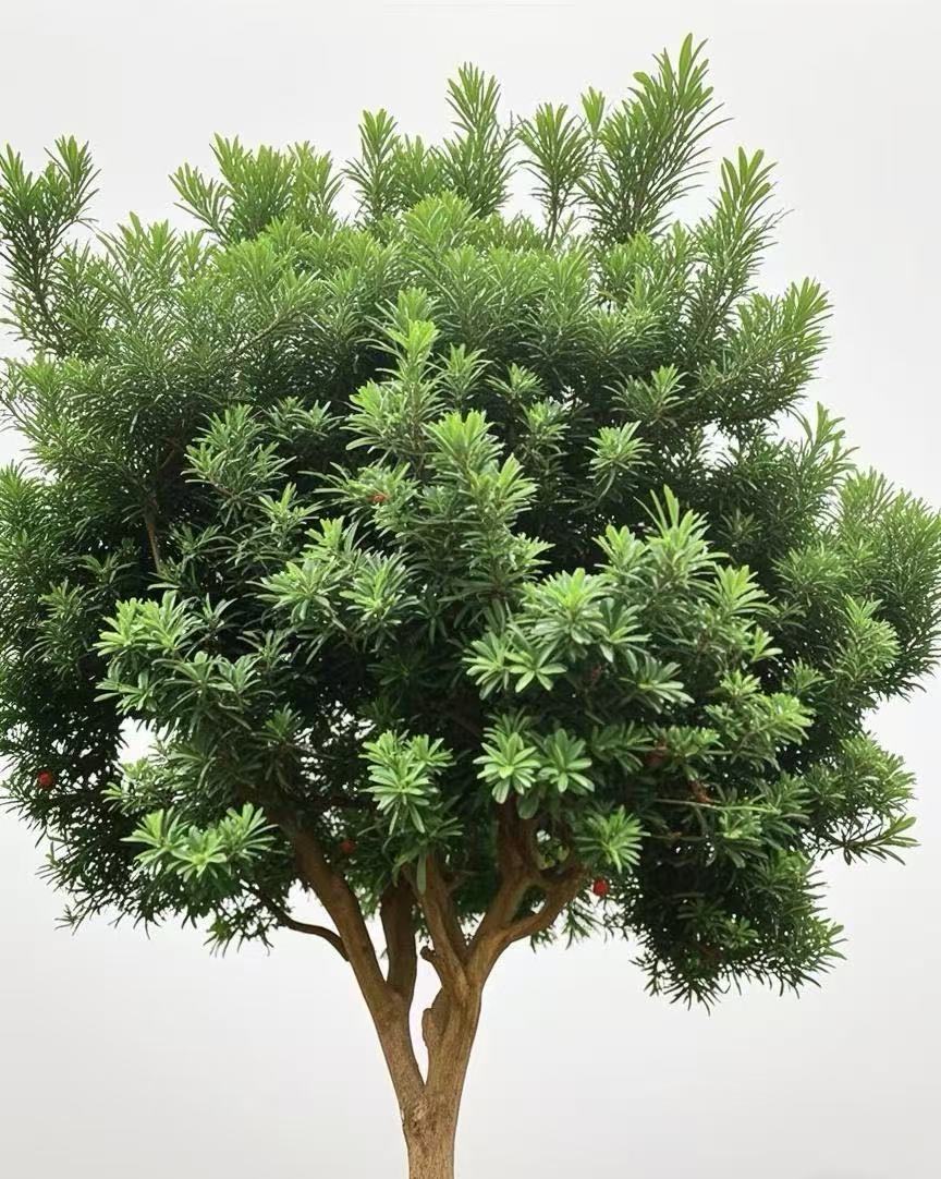 诚智旺 杨梅树 5年苗高60公分/棵