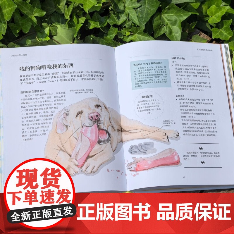 DK狗狗心思大揭秘 汉娜·莫洛伊 著 家居高清大图