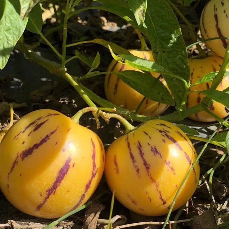 0汶优香赛卡伊零食专卖店新品上架品种 :人参果国产/进口 :国产产地