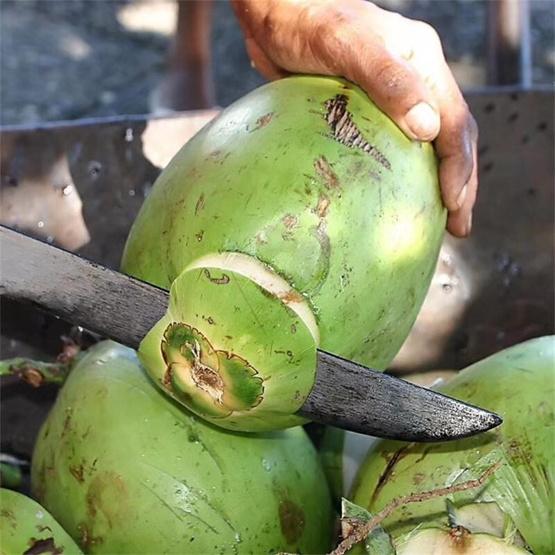 [熊猫鸟]海南椰青带皮 2个装 新鲜椰子 当季热带水果 汁水充沛高清大图