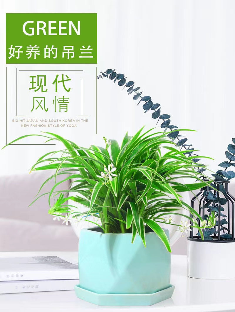 [补贴10%]金边吊兰盆栽花卉植物室内花净化空气绿植水培垂吊客厅甲醛阳台高清大图