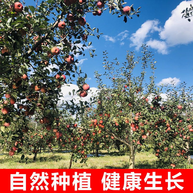大凉山丑苹果四川盐源冰糖心脆甜3斤/5斤/9斤当季水果新鲜红富士整箱装