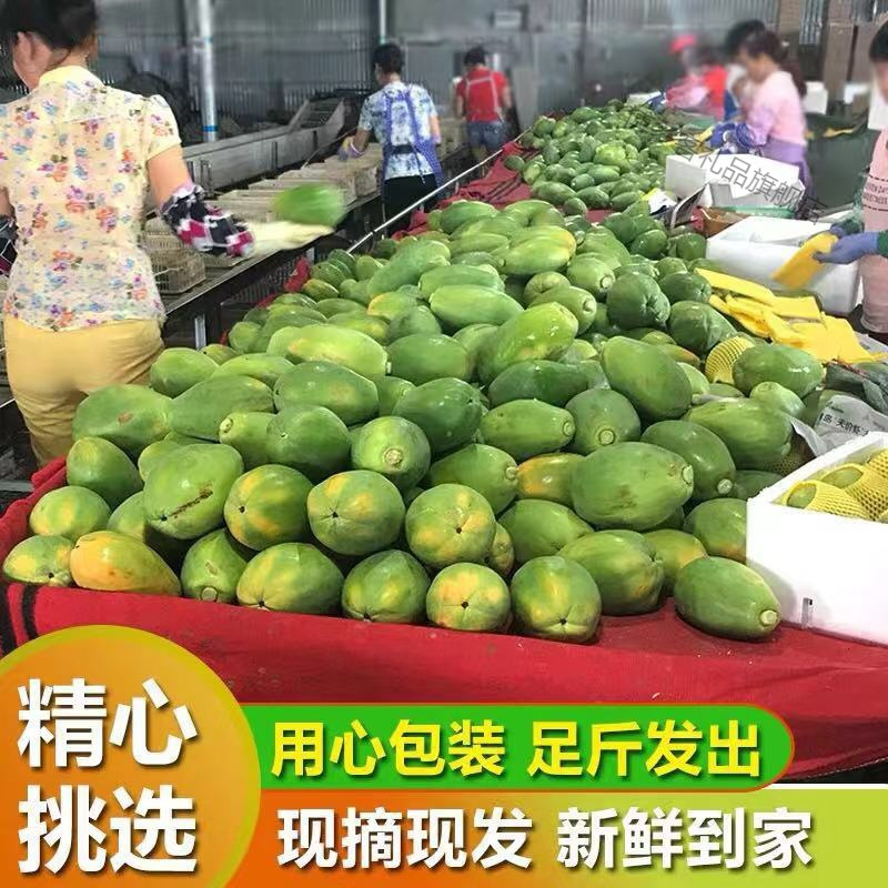 湛航 红心牛奶木瓜整箱应季冰糖青木瓜大木瓜新鲜水果当季批发