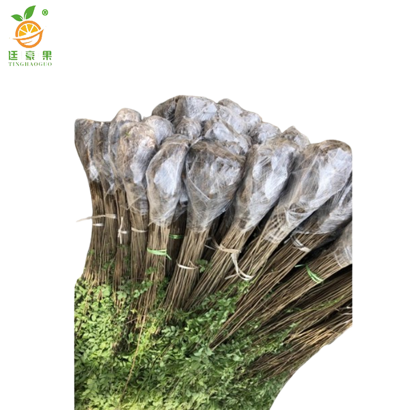 廷豪果 紫穗槐 带盆 1.2m /棵高清大图