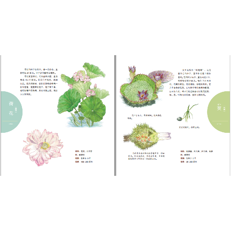 醉染图书身边生动的自然课-水生植物乐园9787557852566高清大图
