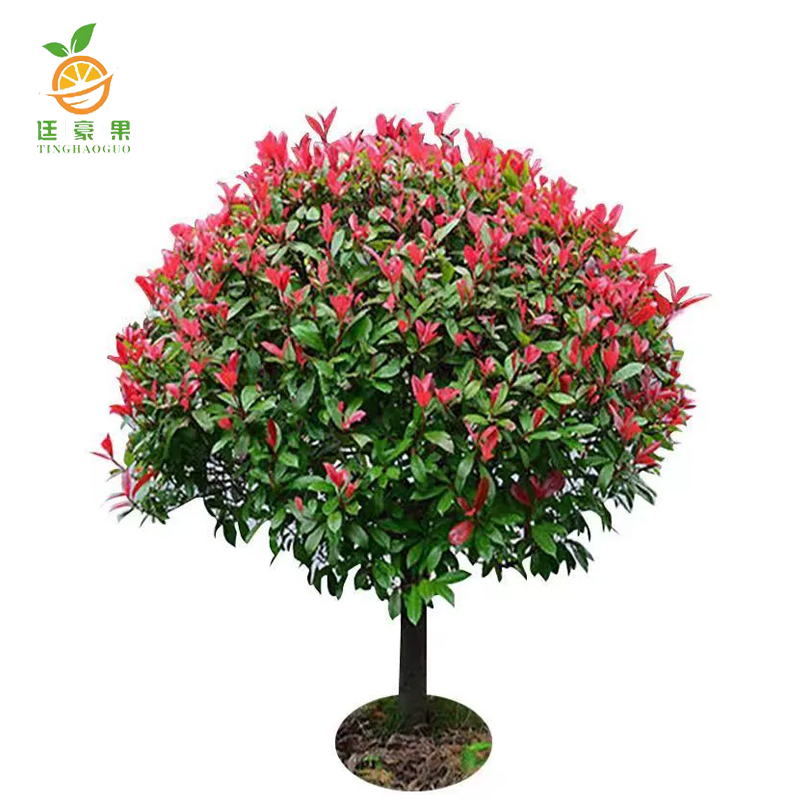 廷豪果 碧桃 冠幅100-120cm /棵高清大图