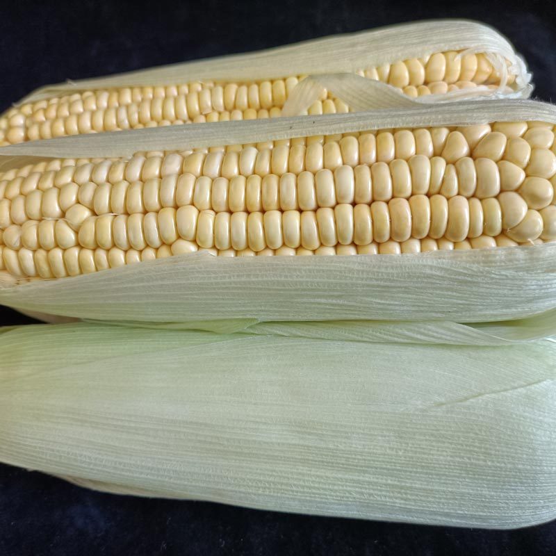 亿米多东北玉米现摘香甜黄糯粘玉米棒苞米粗粮主食早餐