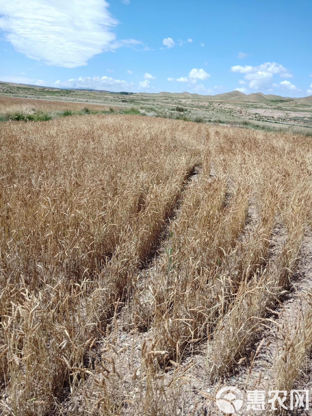 西北特产正宗皋兰禾尚头面粉全国农产品地理标志2.5KG装高清大图