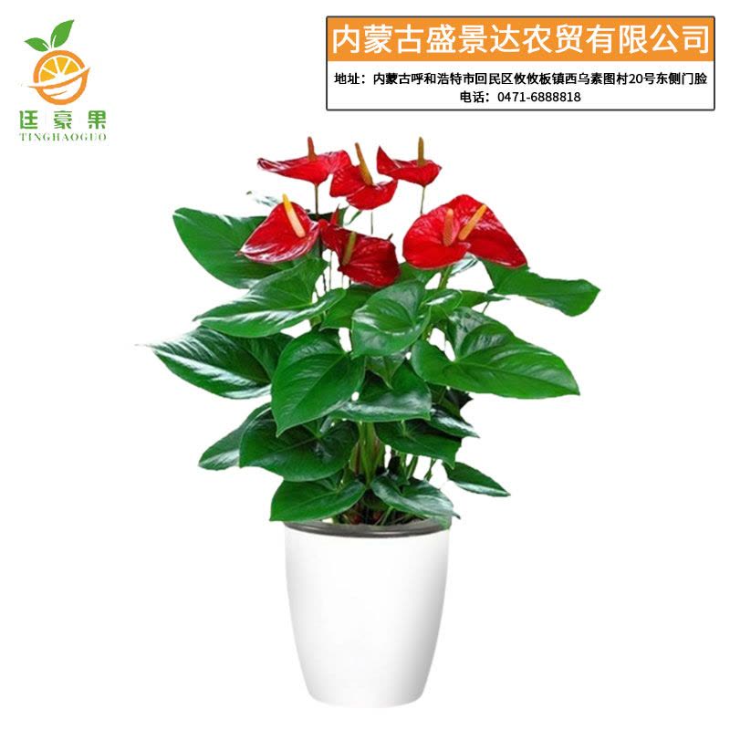 廷豪果 观赏红掌 30cm图片