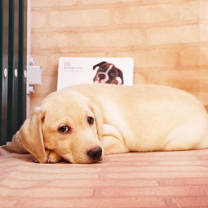 多多名宠拉布拉多幼犬导盲犬拉布拉多幼犬小型犬宠物狗狗中大型犬宠物级血统级均有图片