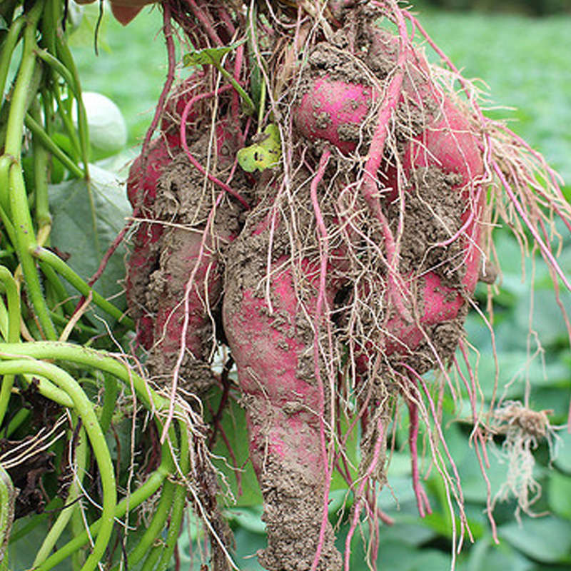 临安天目山小香薯新鲜黄心板栗红薯地瓜山芋25kg