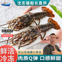 沈志雄东山岛海鲜小青龙虾鲜活速冻400g/只共2只