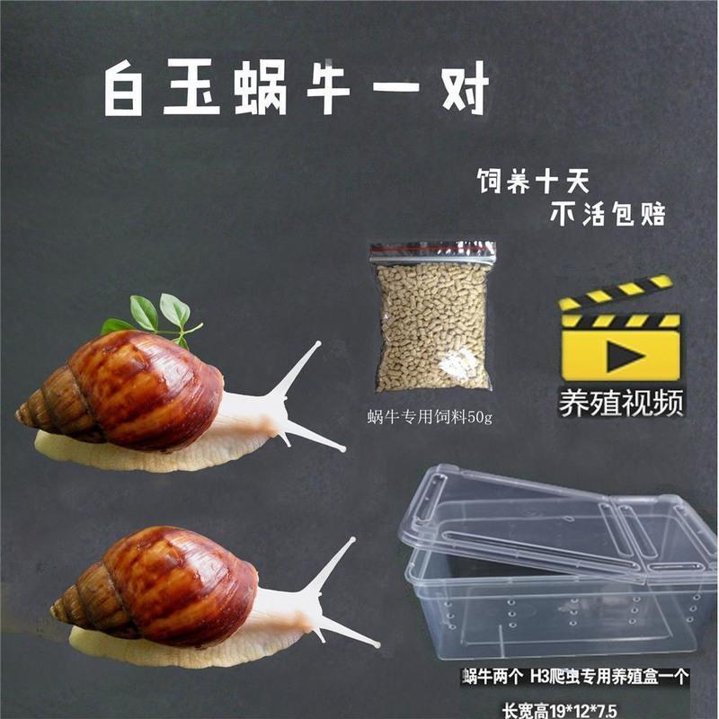 4-6厘米一对送饲料 蜗牛一对 白玉蜗牛活体养殖宠物蜗牛 观赏活体繁殖套装蜗牛