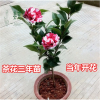 茶花苗山茶花树苗盆栽四季开花绿植物花卉观花庭院阳台玫瑰牡丹