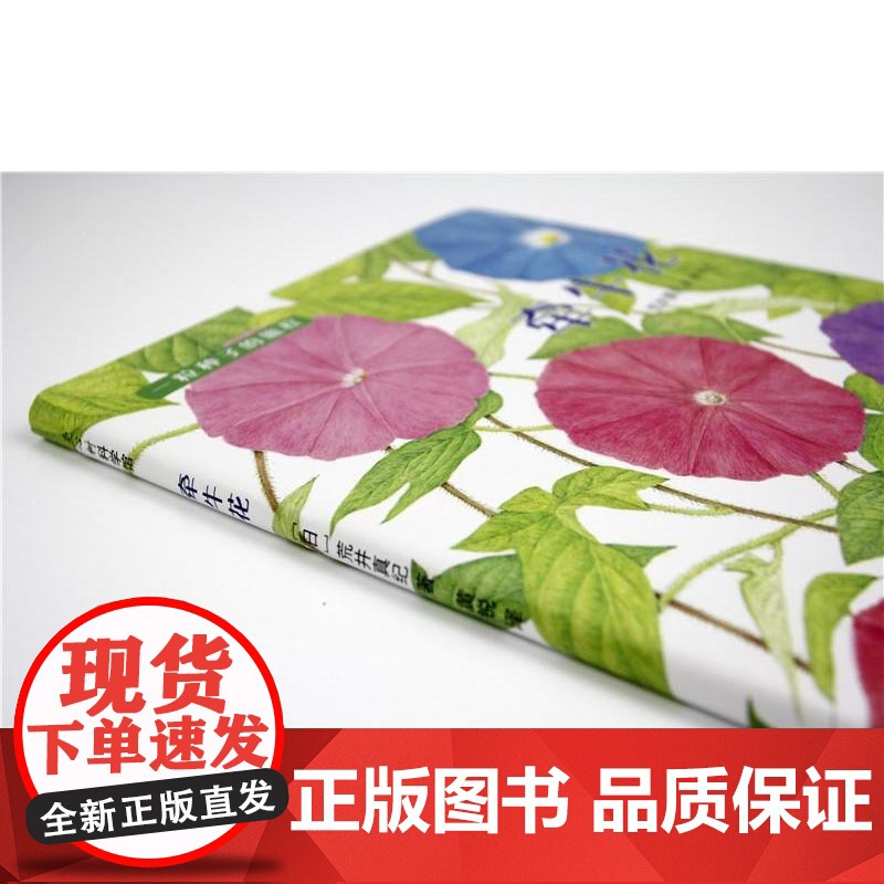 牵牛花 3-6岁 荒井真纪 著 科普百科高清大图