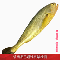 沈志雄 东山岛野生海鲜野生大黄花鱼小黄鱼蒜瓣肉鲜活速冻 袋装共1000g春节海鲜礼盒年货