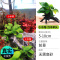 鱼缸造景莫斯沉木水榕无土植物懒人增氧真水草趴地矮珍珠陀草