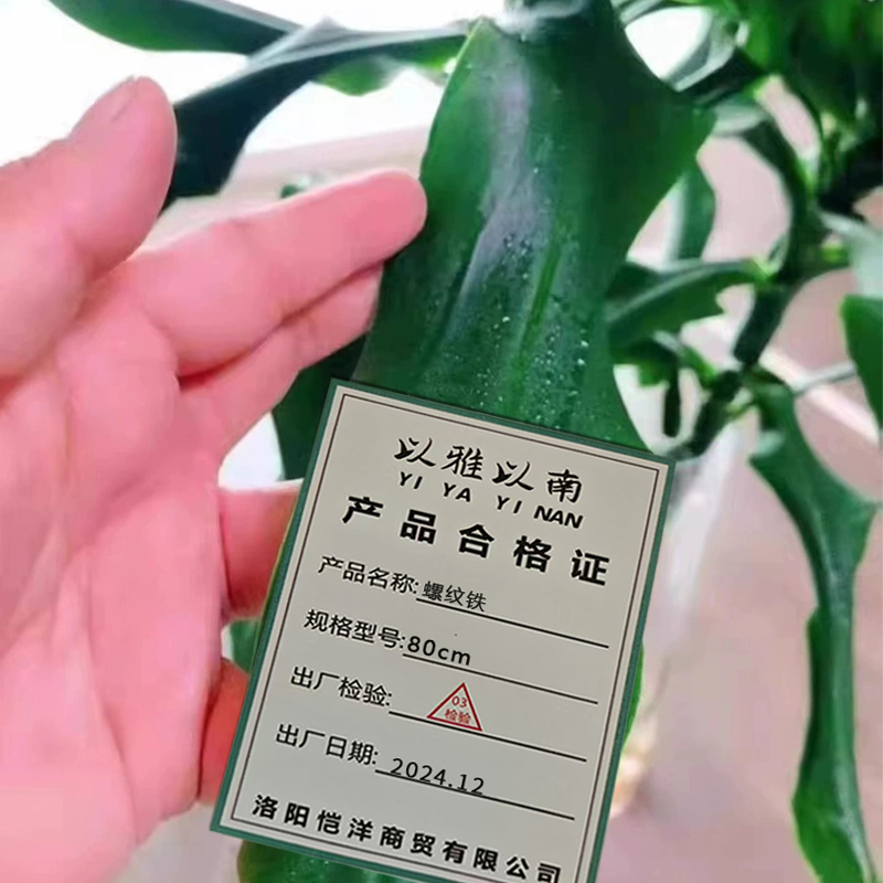 以雅以南 螺纹铁80cm/盆高清大图